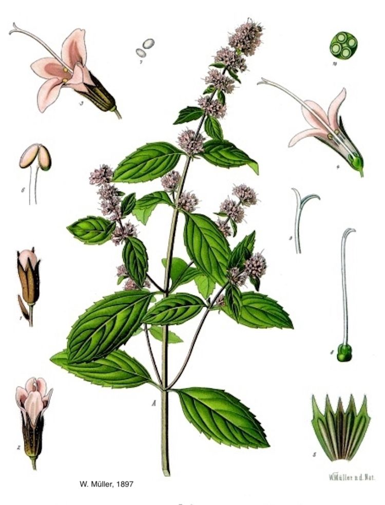 Menta piperita