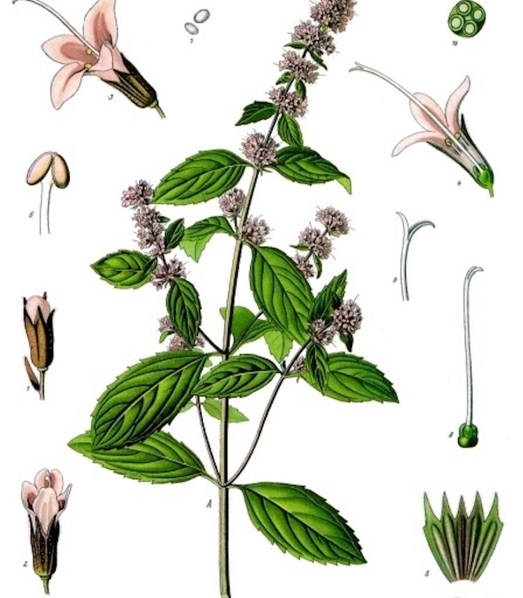 Menta piperita