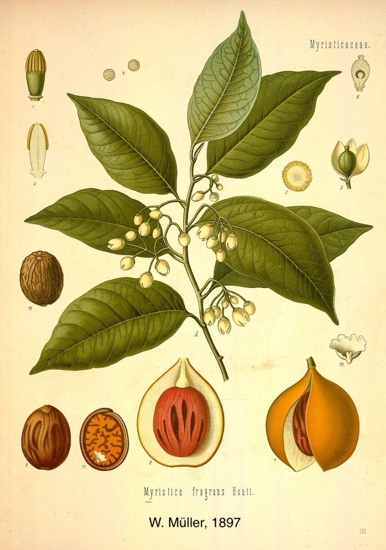 Árbol de la nuez moscada