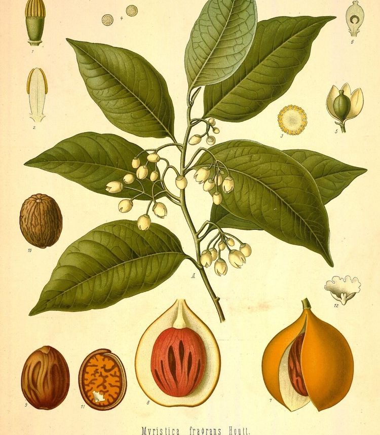 Árbol de la nuez moscada