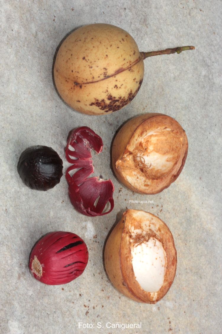Nuez moscada, fruto y semilla con y sin arilo