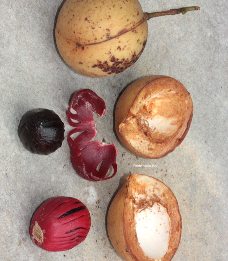 Nuez moscada, fruto y semilla con y sin arilo