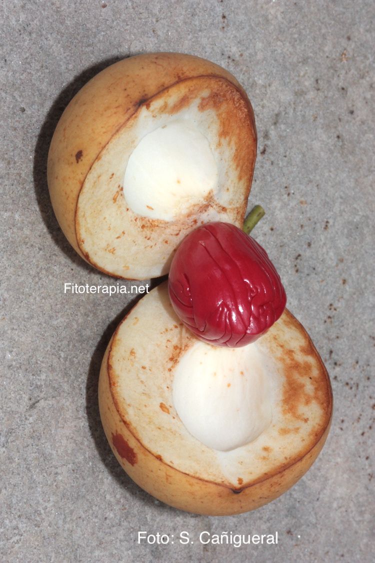 Nuez moscada, fruto y semilla