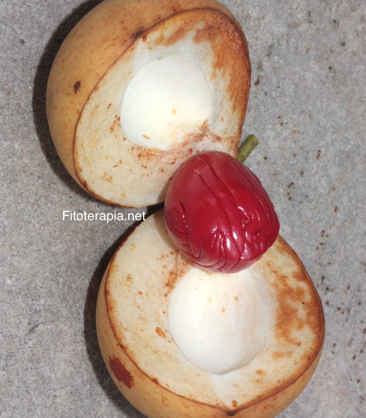 Nuez moscada, fruto y semilla
