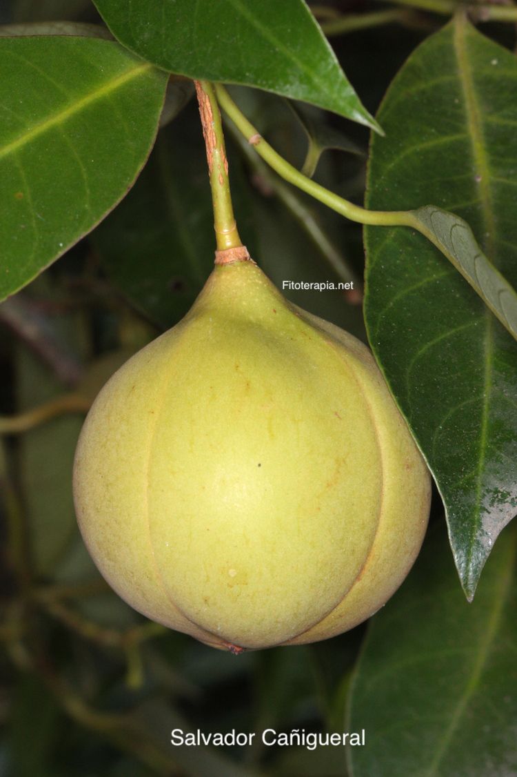 Árbol de la nuez moscada, fruto