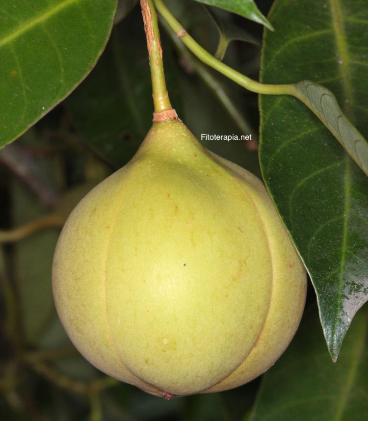 Árbol de la nuez moscada, fruto