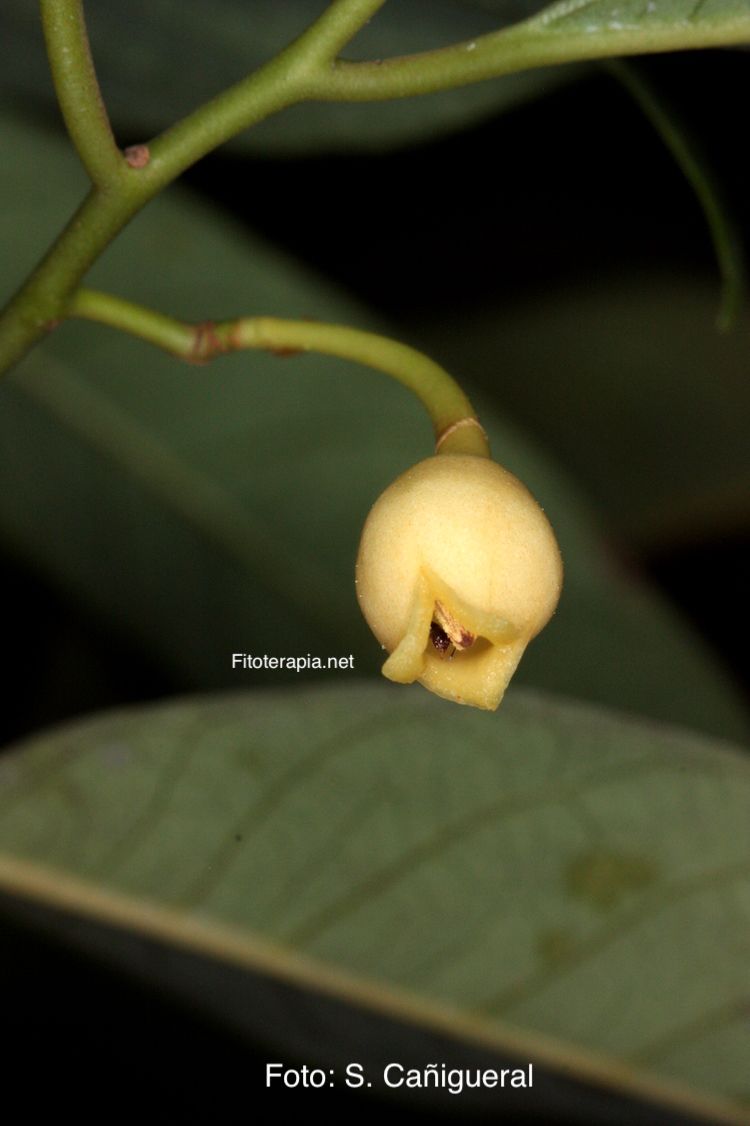 Árbol de la nuez moscada, flor