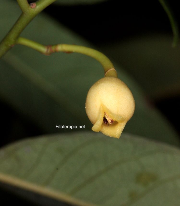 Árbol de la nuez moscada, flor