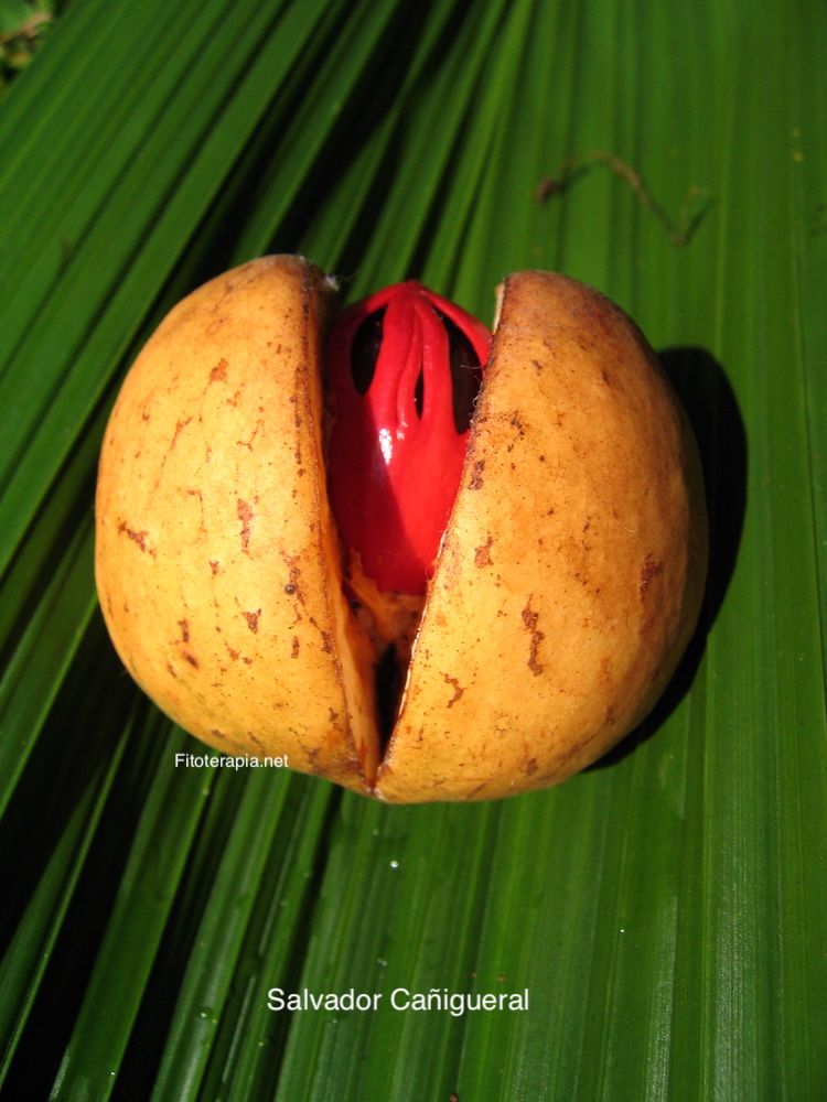 Nuez moscada, fruto y semilla