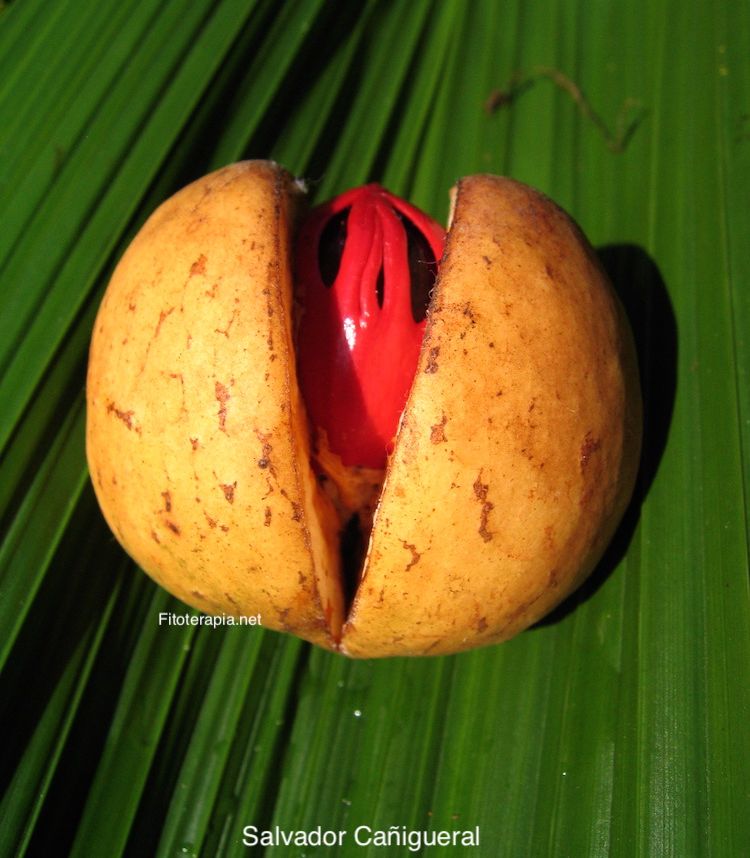 Nuez moscada, fruto y semilla