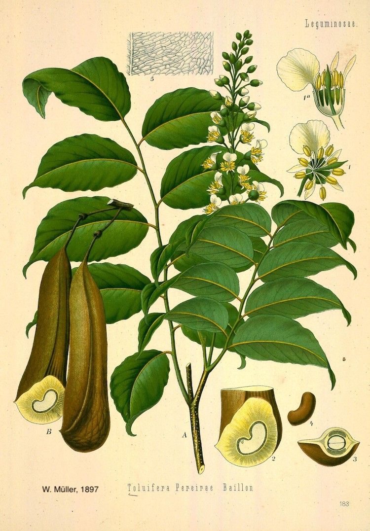 Bálsamo de Perú