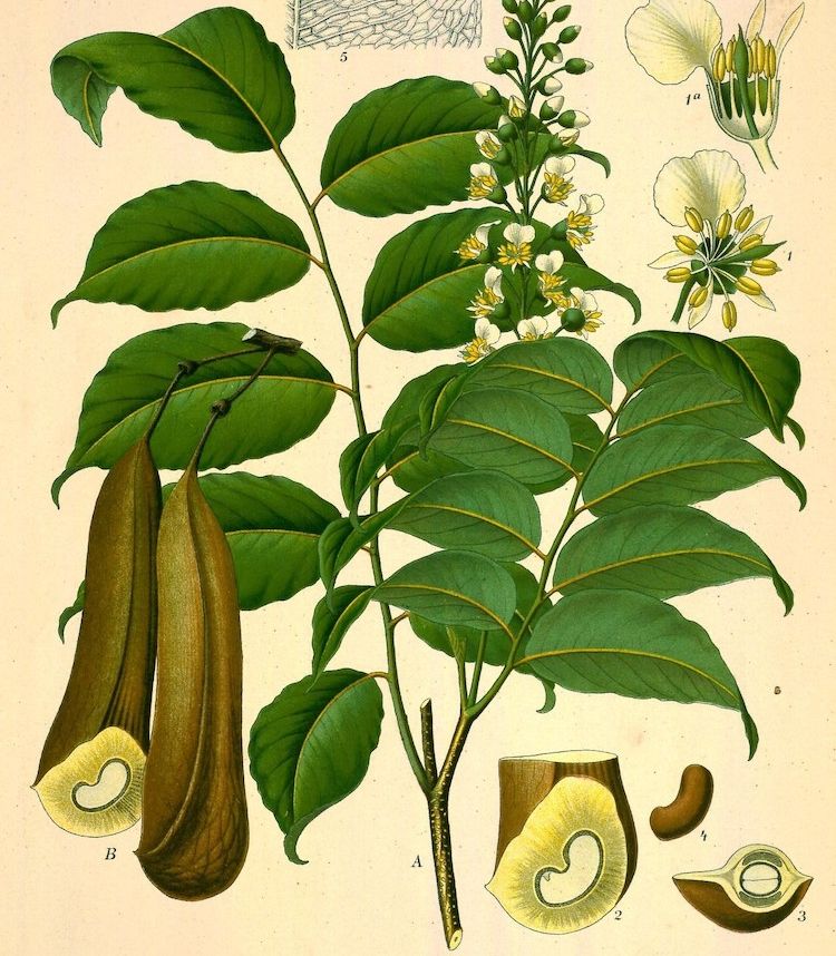 Bálsamo de Perú