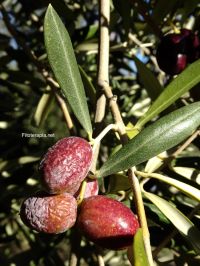 Factores que modifican el contenido de oleuropeína en las hojas del olivo (<i>Olea europaea</i>)