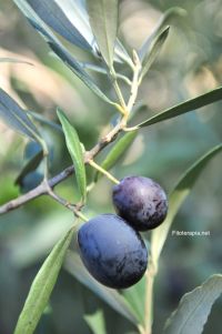 Regulación de las áreas gustativas del cerebro por alimentos aromatizados con aceite de oliva