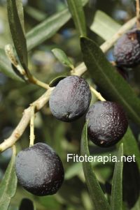 Caracterización de los compuestos fenólicos de los extractos de olivo