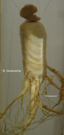 Constituyentes del ginseng