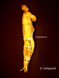 Efecto neuroprotector del ginseng