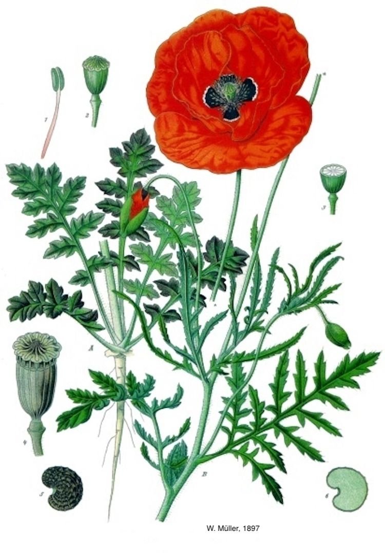 Amapola