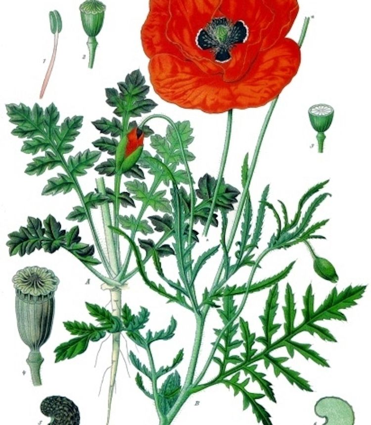 Amapola