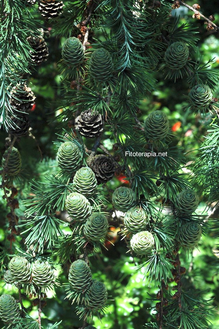 <i>Picea abies</i>