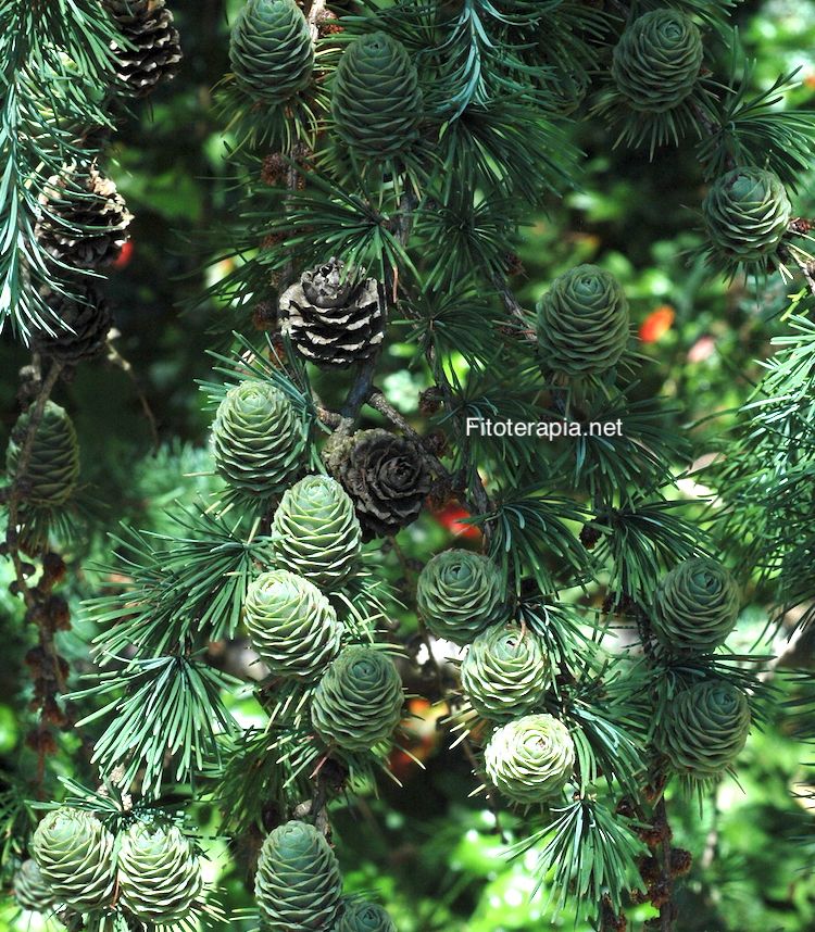 <i>Picea abies</i>