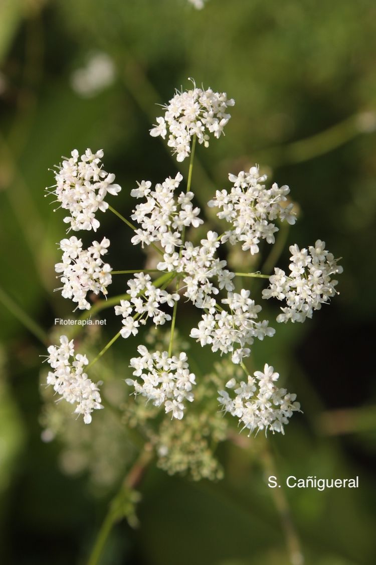 <i>Pimpinella major</i>