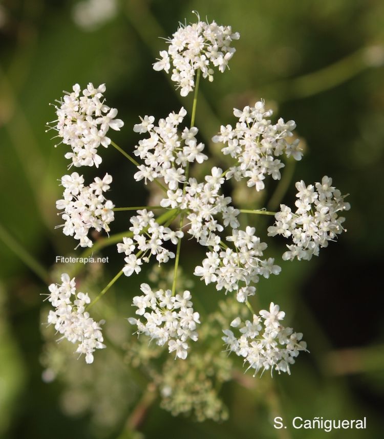 <i>Pimpinella major</i>