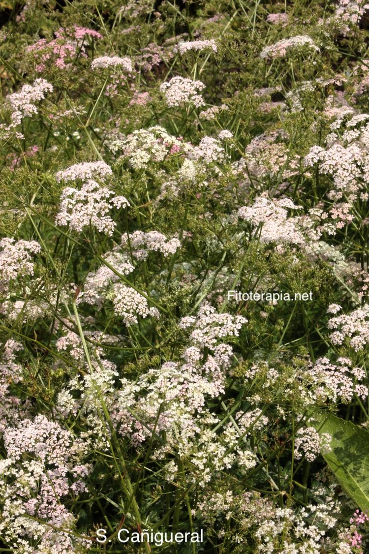 <i>Pimpinella major</i>