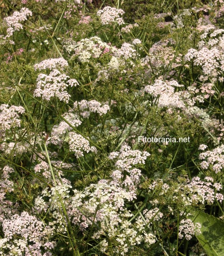 <i>Pimpinella major</i>