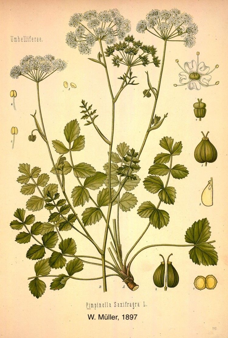 <i>Pimpinella saxifraga</i>