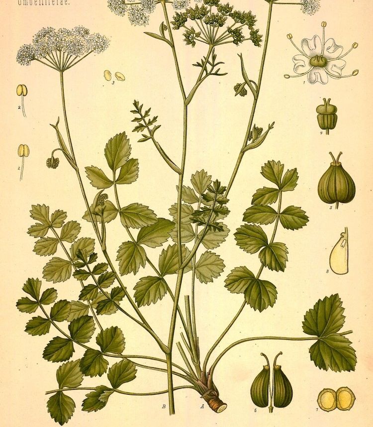 <i>Pimpinella saxifraga</i>