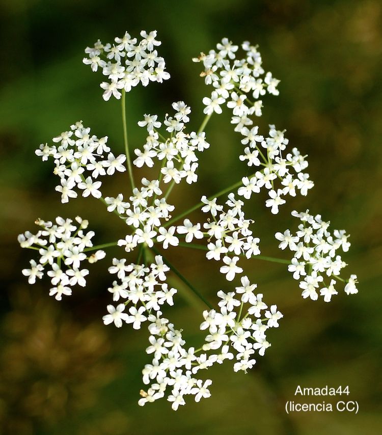 <i>Pimpinella saxifraga</i>