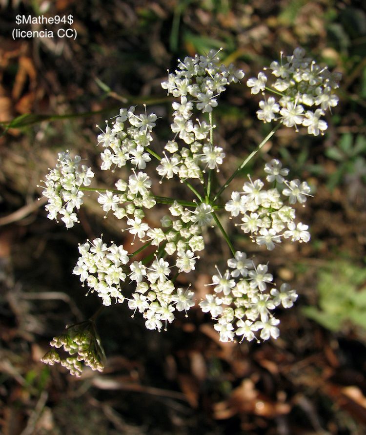 <i>Pimpinella saxifraga</i>