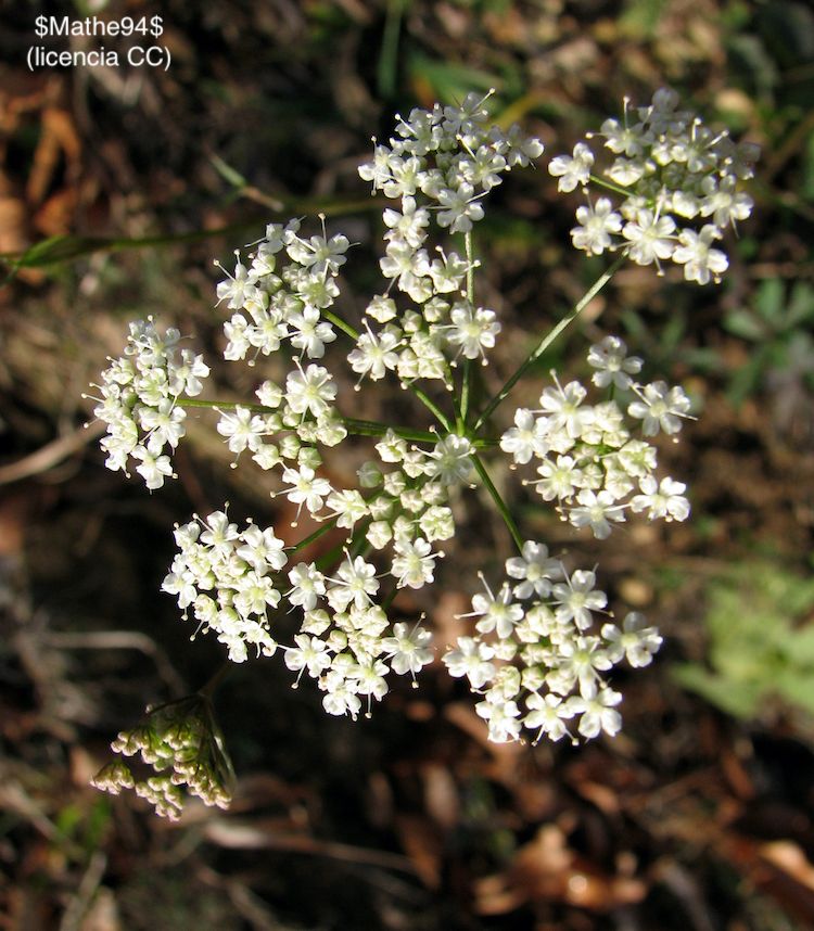 <i>Pimpinella saxifraga</i>