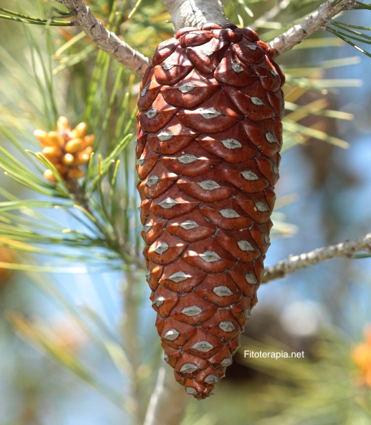 <i>Pinus halepensis</i>