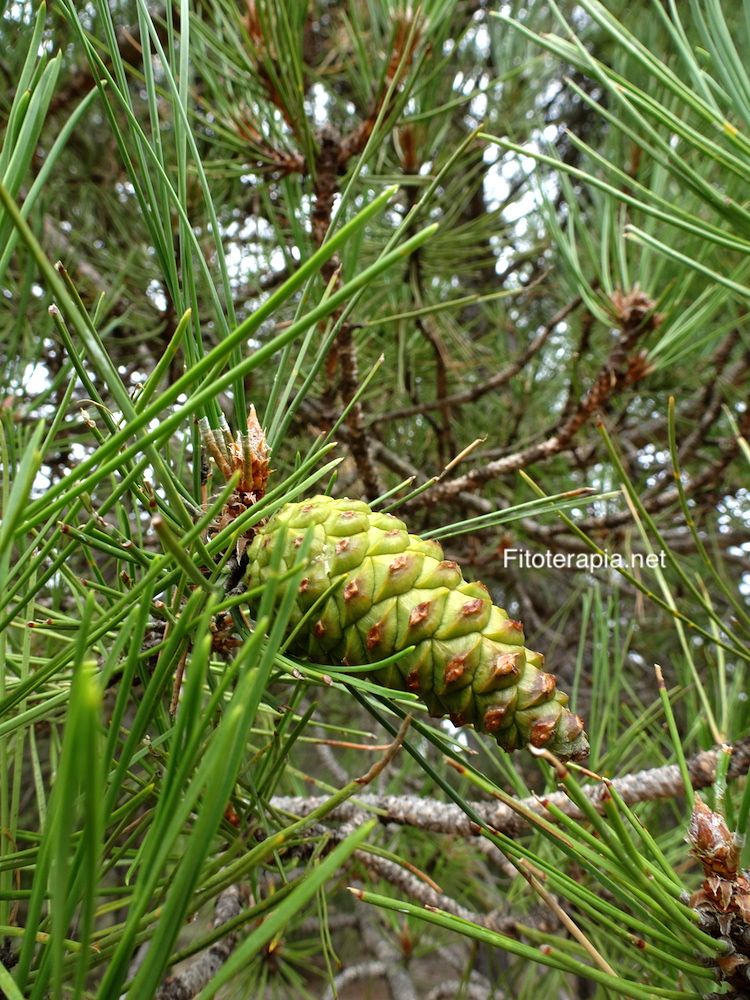 <i>Pinus nigra</i>