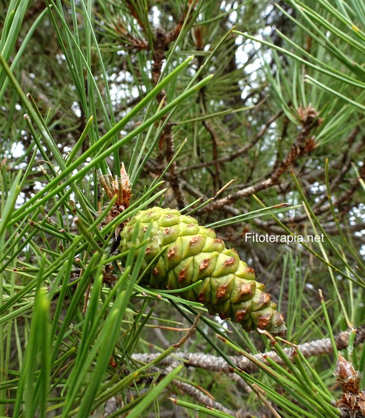 <i>Pinus nigra</i>