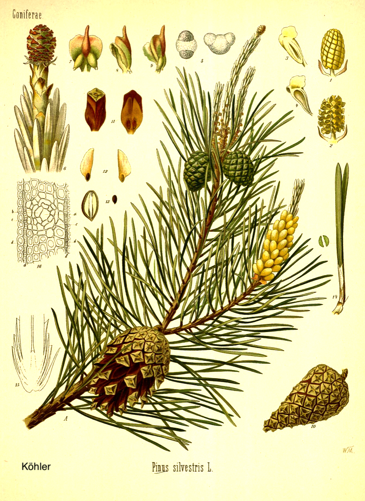 <i>Pinus sylvestris</i>