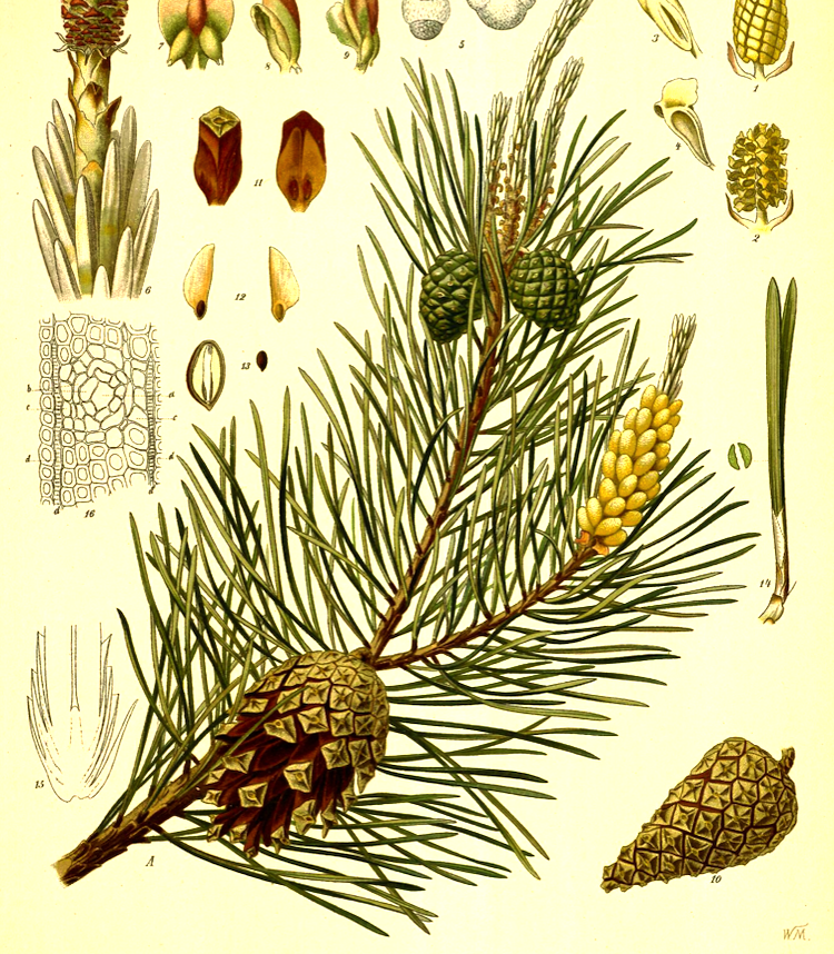 <i>Pinus sylvestris</i>