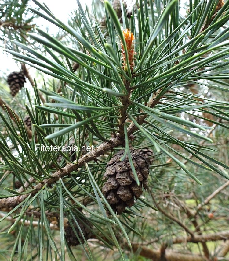 <i>Pinus sylvestris</i>