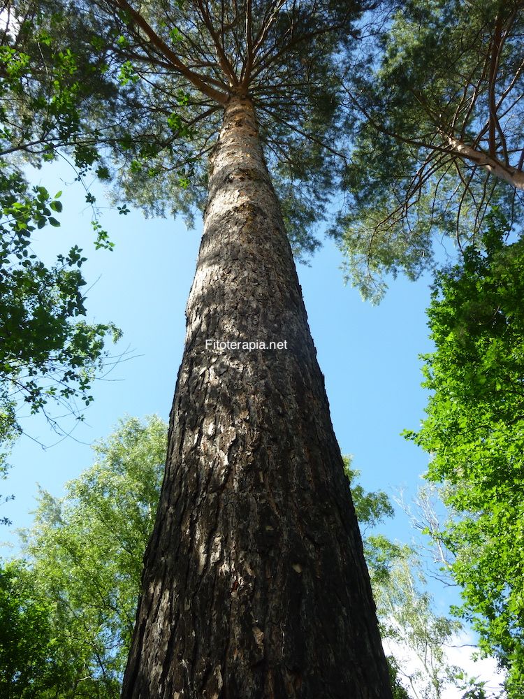 <i>Pinus sylvestris</i>