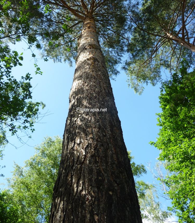 <i>Pinus sylvestris</i>