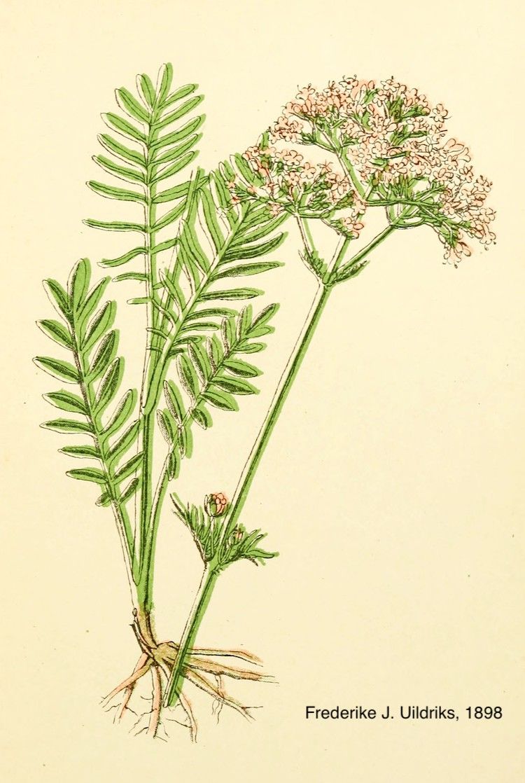 Valeriana