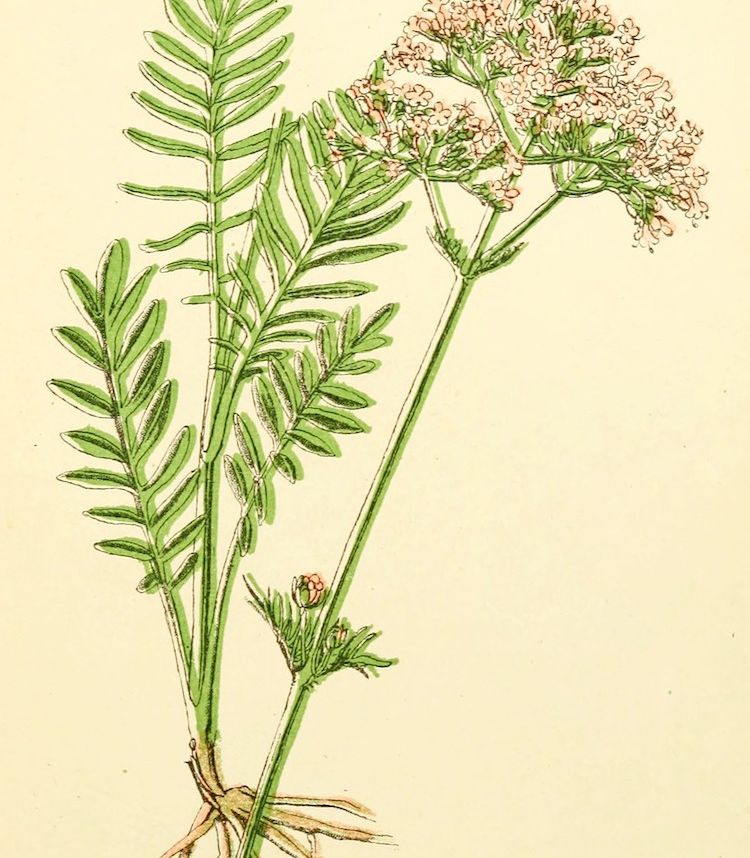 Valeriana