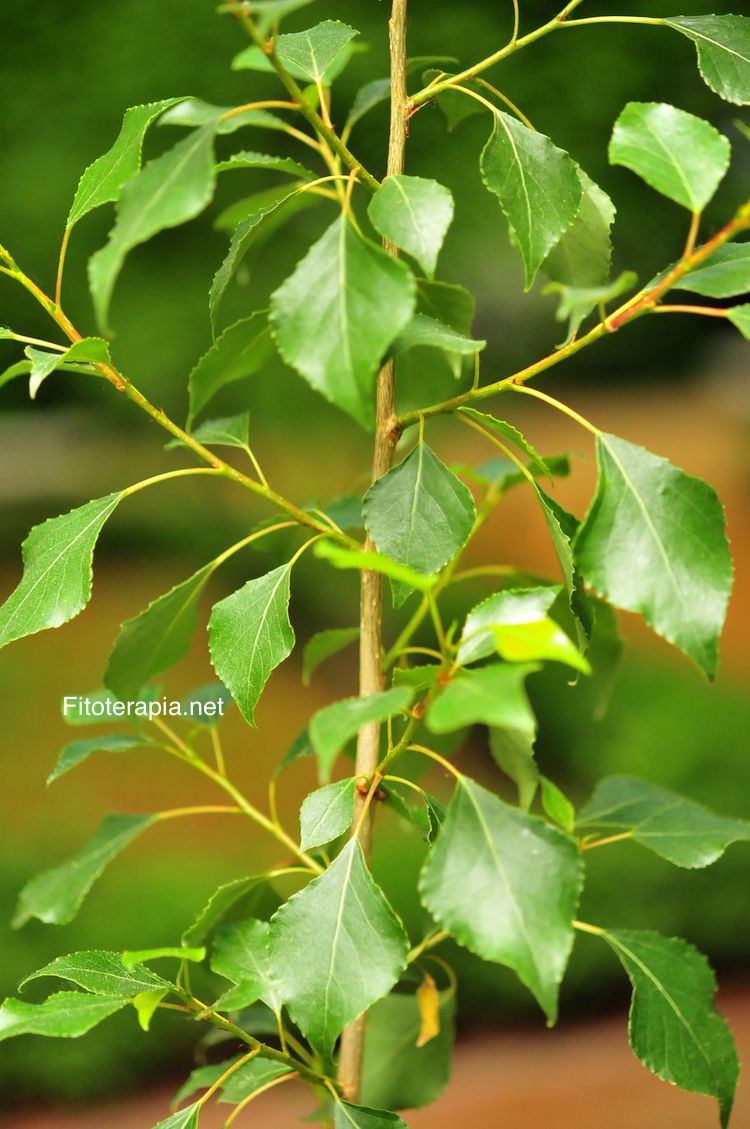 <i>Populus nigra</i>