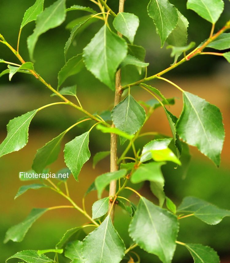 <i>Populus nigra</i>