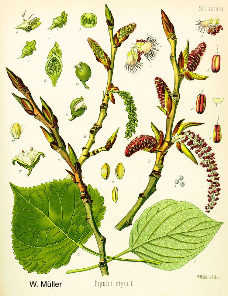 <i>Populus nigra</i>