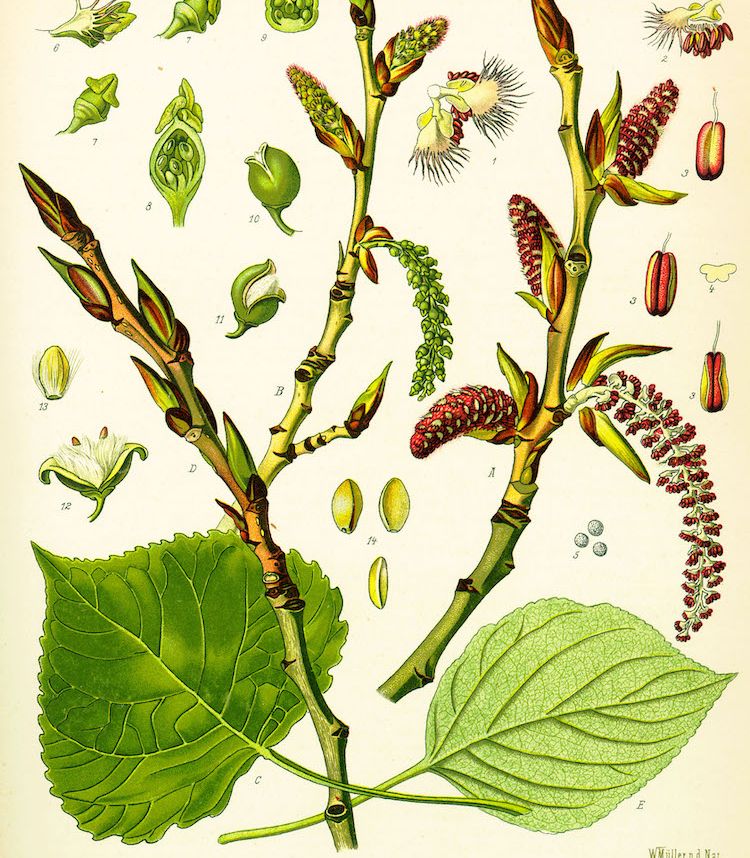 <i>Populus nigra</i>