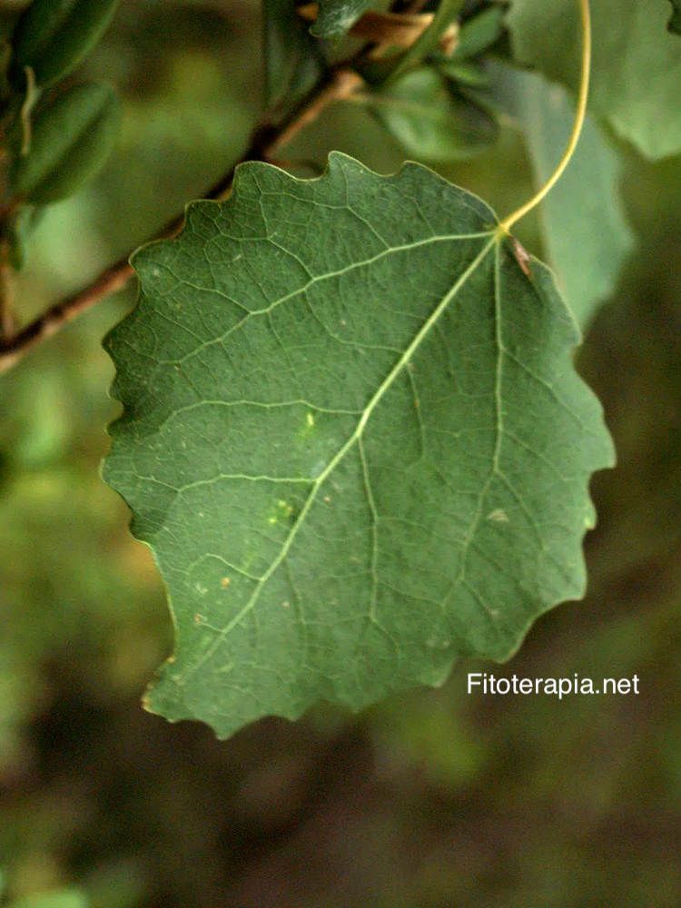 <i>Populus tremula</i>, hoja