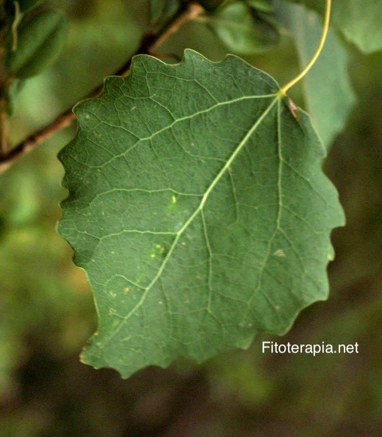 <i>Populus tremula</i>, hoja